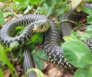 La couleuvre verte et jaune : pas celle qu'on croit