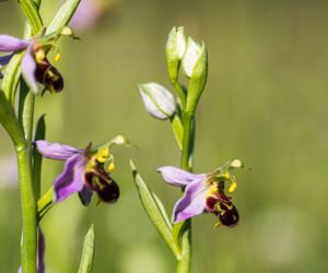 Une année à orchidées…
