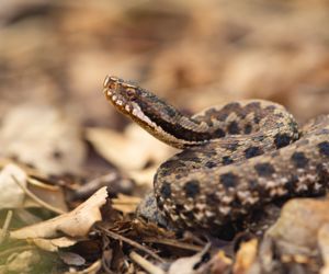 SOS SERPENT en Touraine