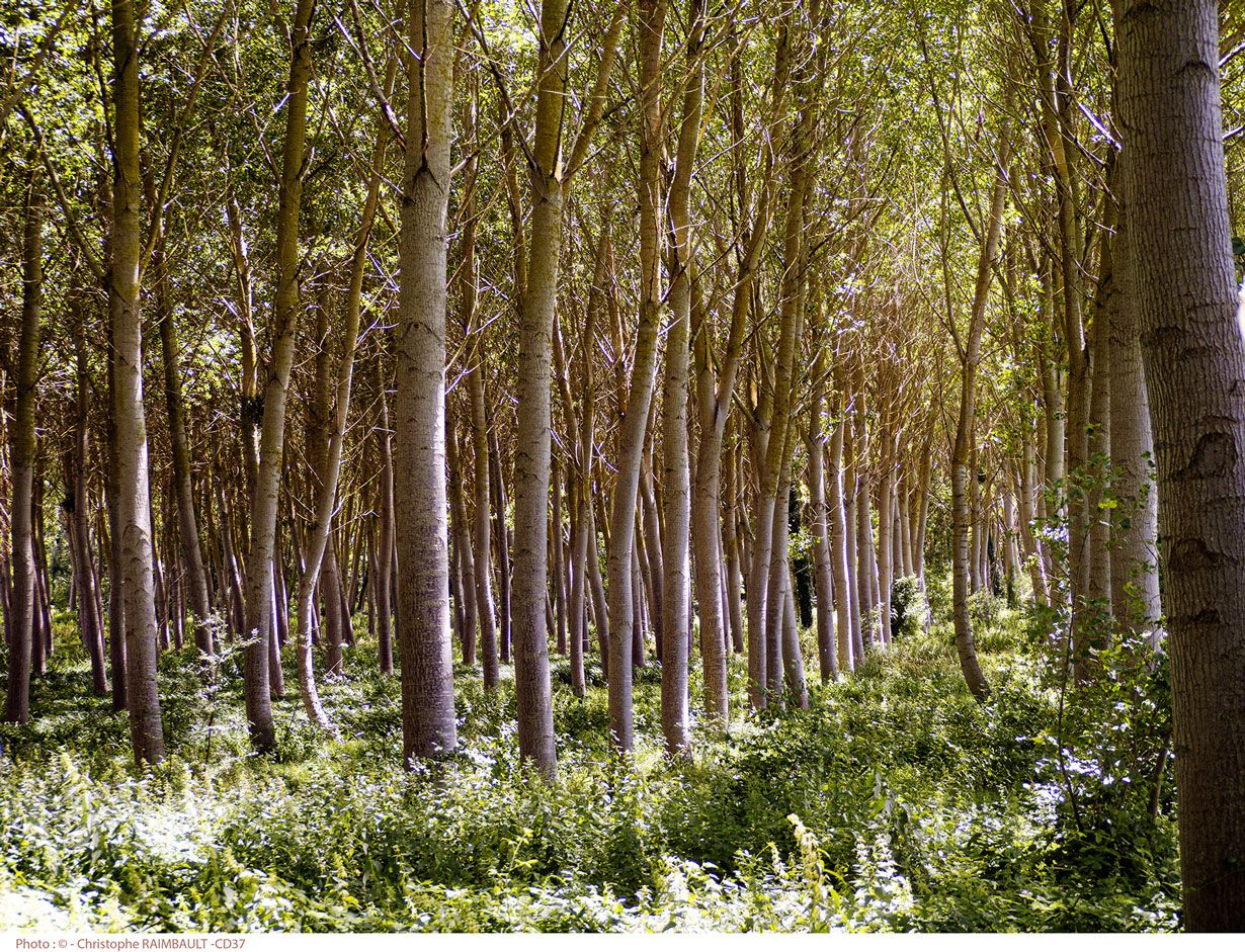 Nos forêts de Touraine : le bois de la Moutonnerie à Amboise