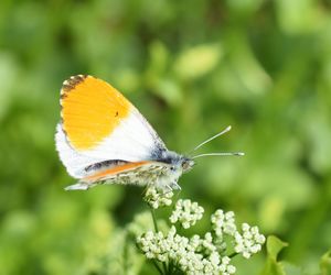 L’Aurore, un papillon a fait le printemps